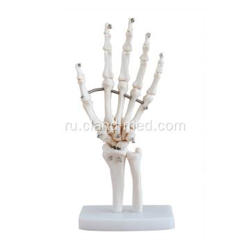 Жизнь-Размер Модель Совместного Руку Скелета